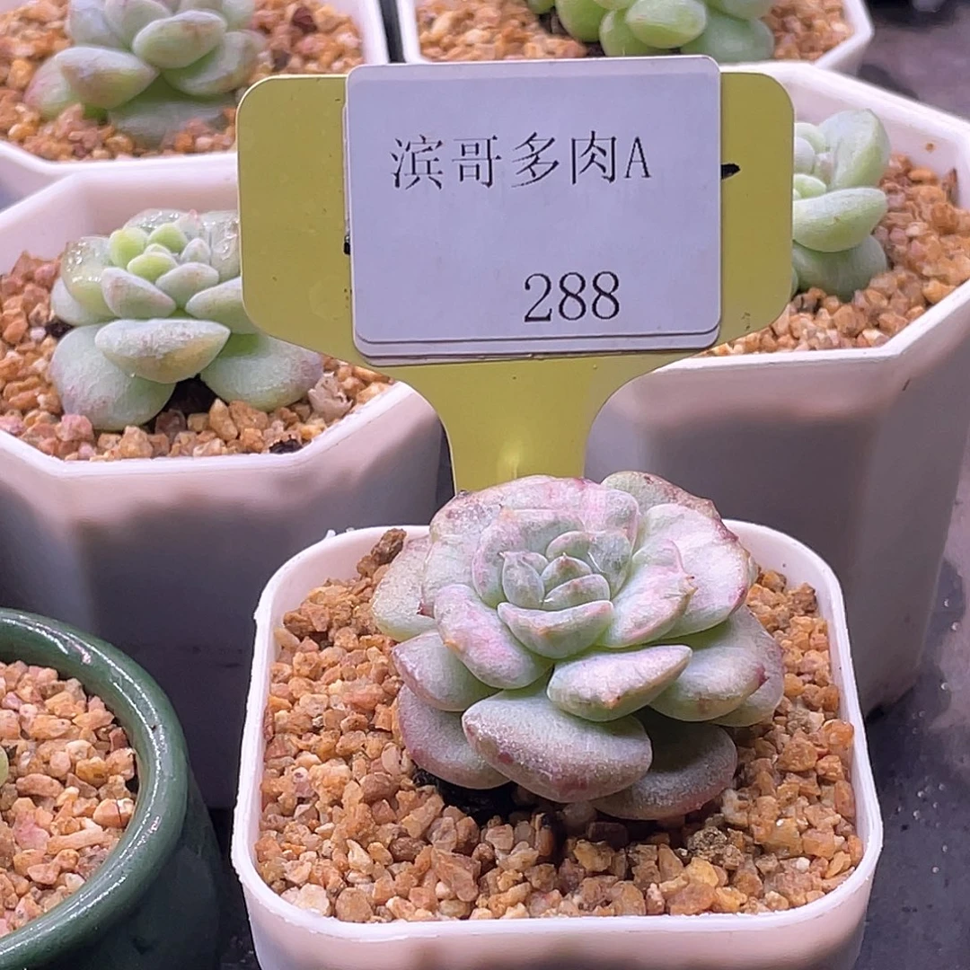 *****滨哥多肉A288糖心拉丝锦