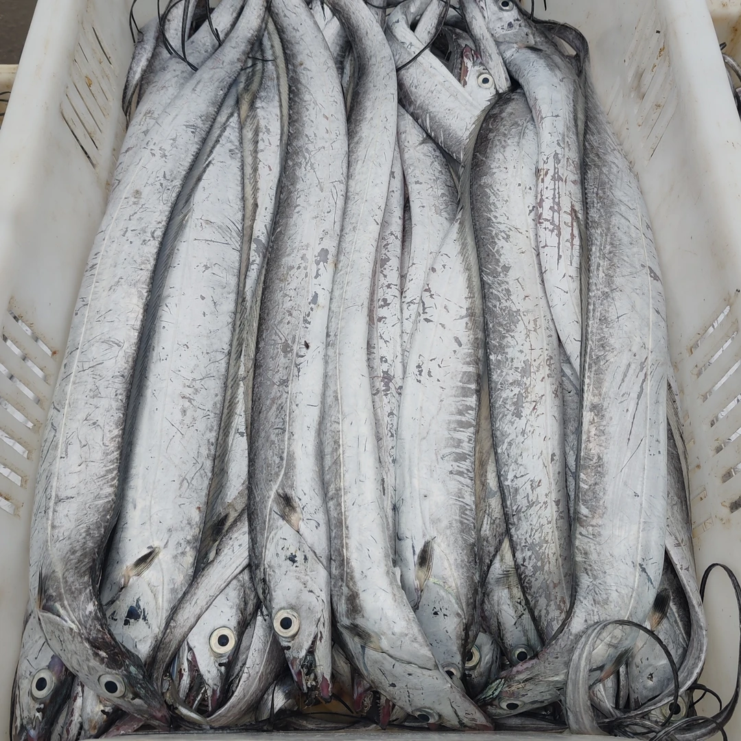 A.4斤野生海捕带鱼3-5两，青岛琅琊本地小眼油带鱼，超低温速冻锁鲜