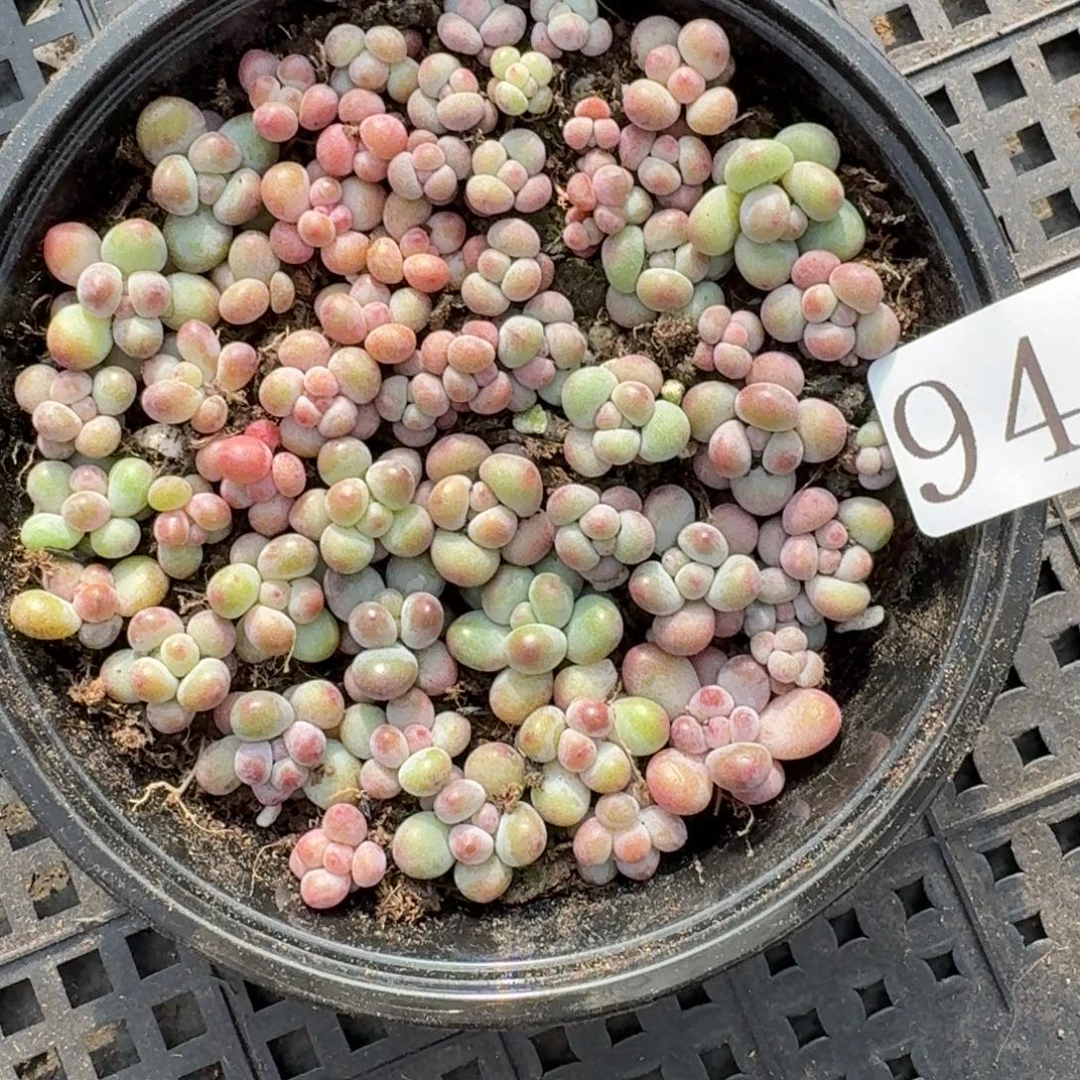 多肉植物多肉植物943