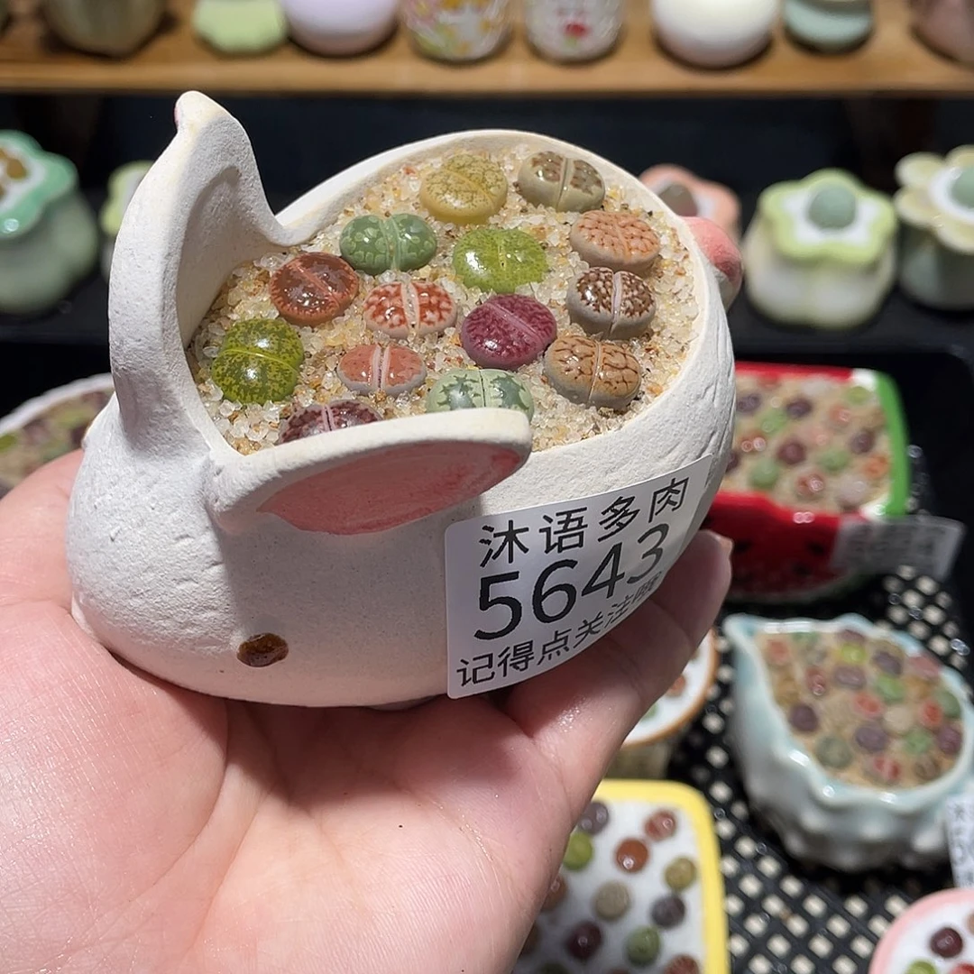 带盆土植物 一物一拍5643