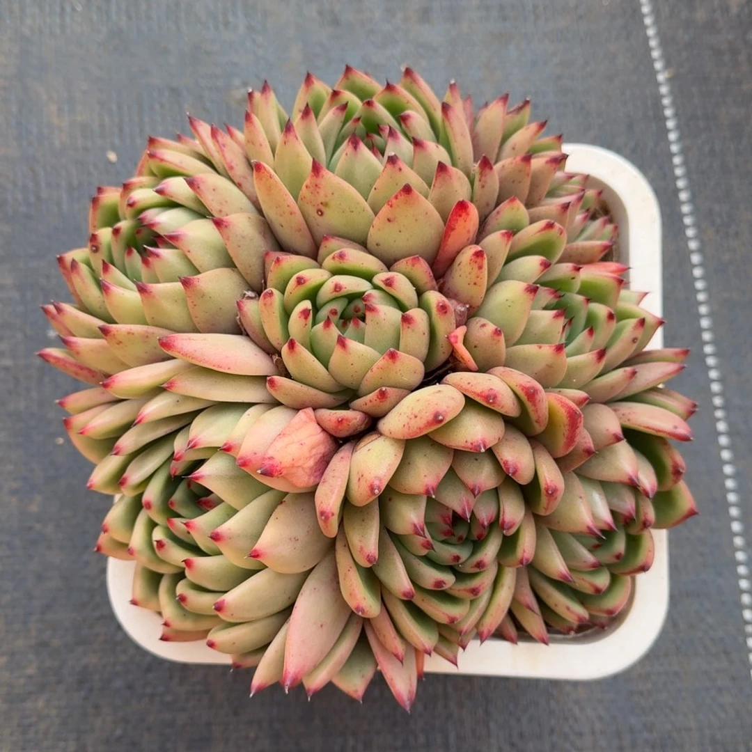 摩根锦群锦上园艺一物一拍