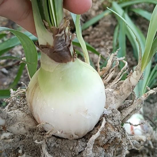 无花朵海潮之声5+带三个侧