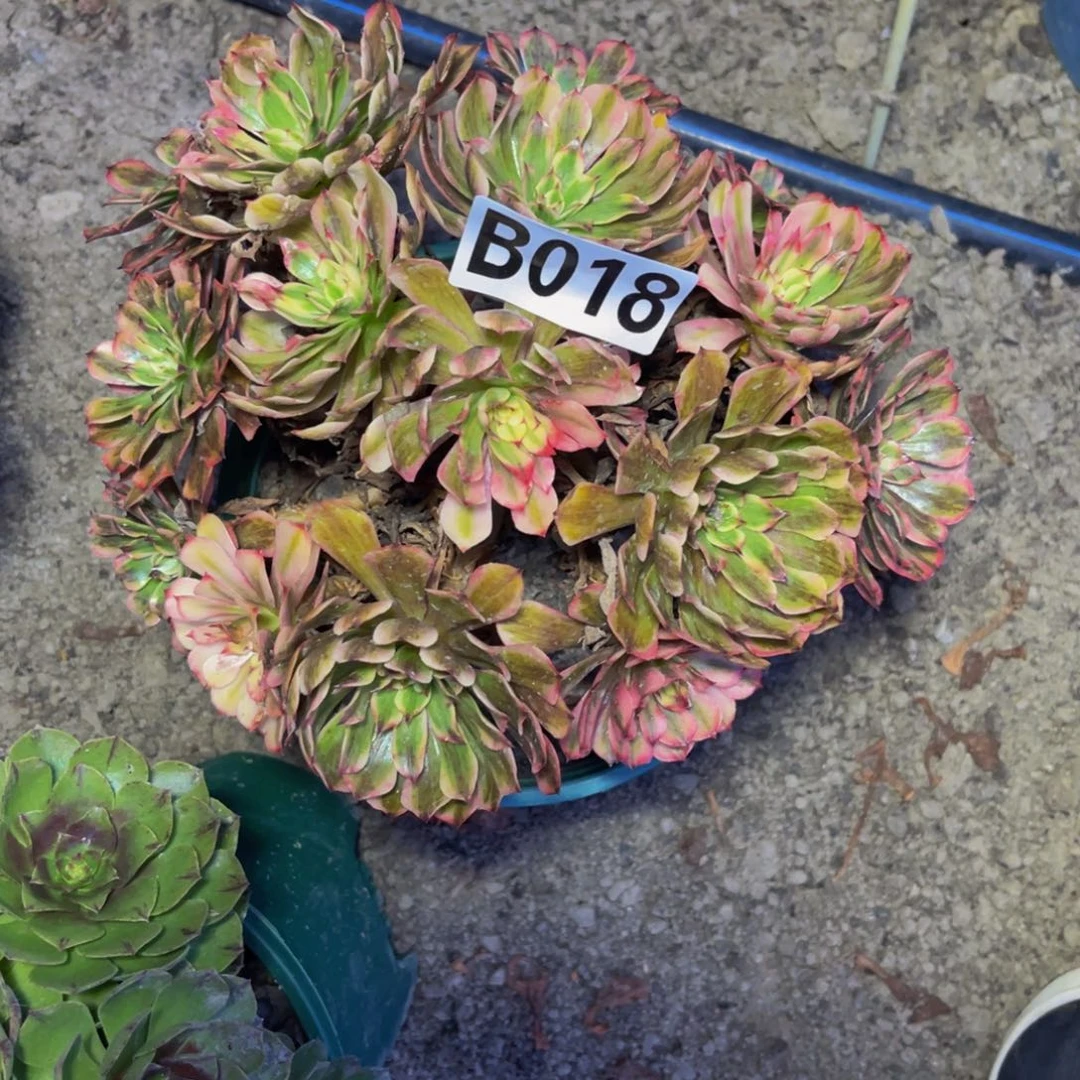 梦境法师16/////47包邮