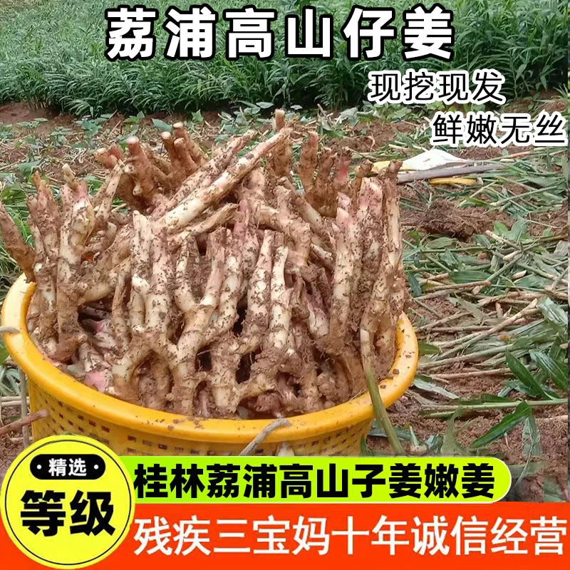 广西桂林红芽姜香姜嫩仔姜现挖生姜自种蔬菜子姜嫩姜新鲜生姜嫩姜