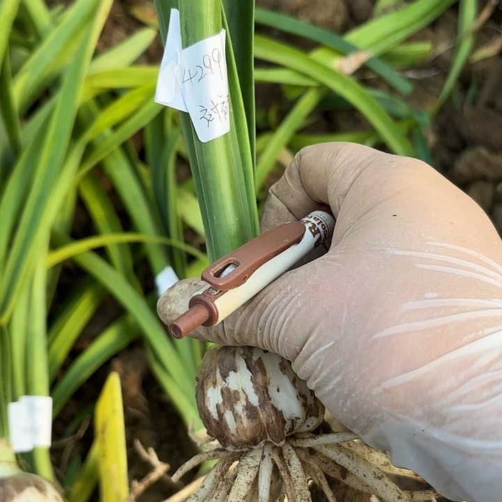 @*梦花瓣衬裙4…+带土4299