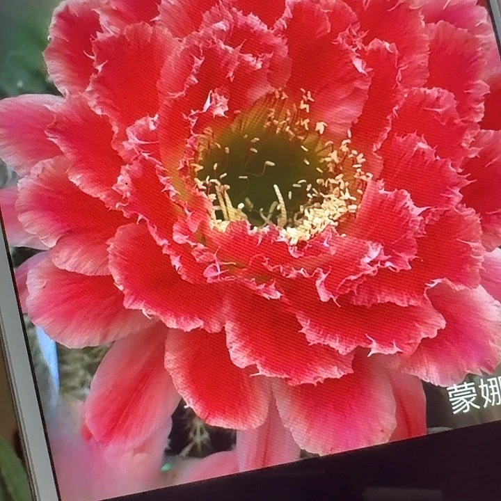 蒙娜丽莎侧芽5公分毛花柱
