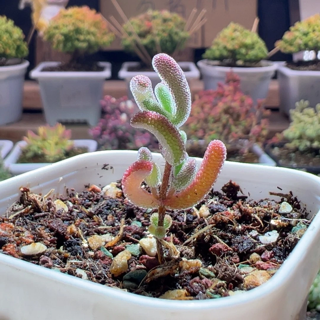 313钻石锦一物一拍包开箱