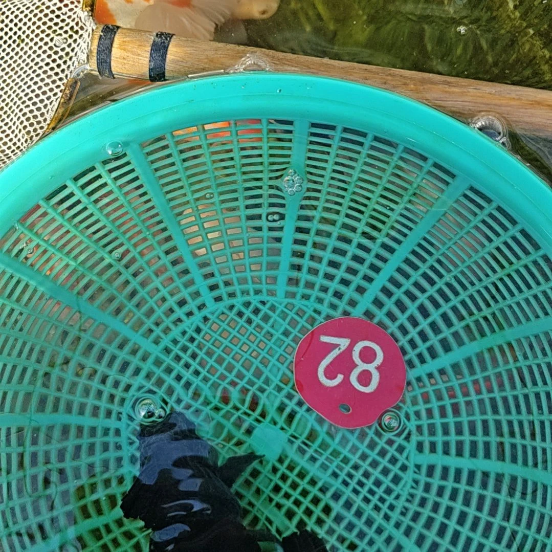 狮头鱼82直播间看好下单不退不换到货录完整开箱视频有售后