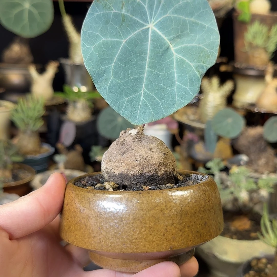 一物一拍老家一叶龟210