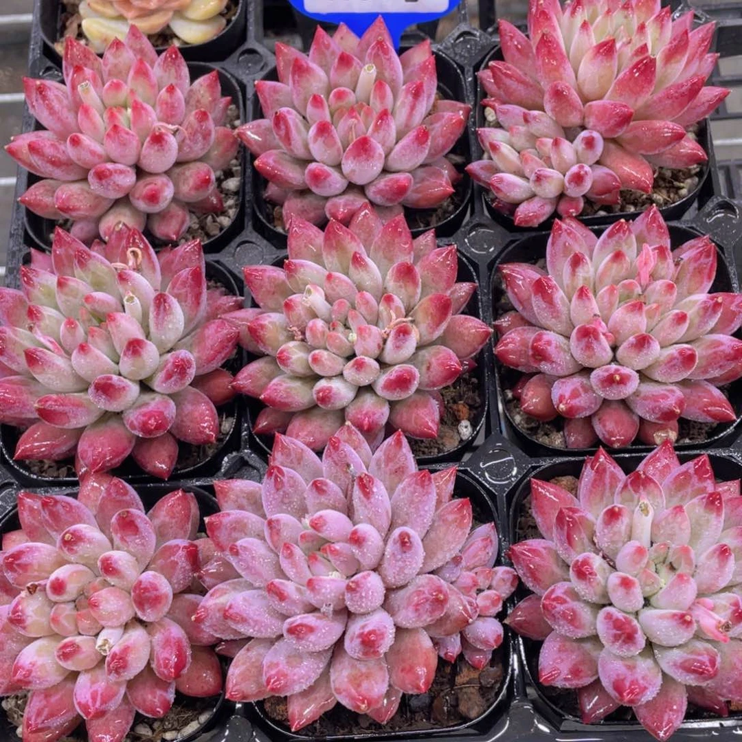 1357号 全状态虞美人精品一个