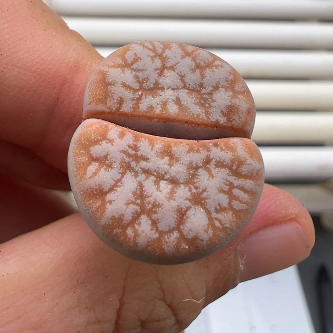 好看的多肉脱土发货747