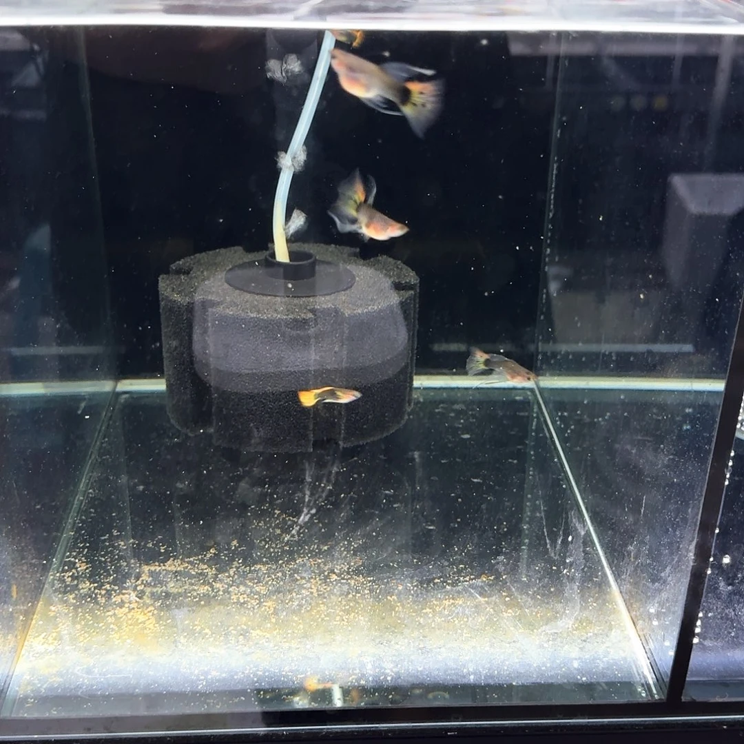 孔雀鱼小蜜蜂清缸