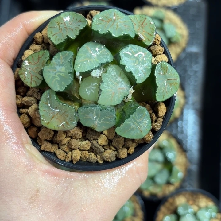 红纹大镜多肉植物