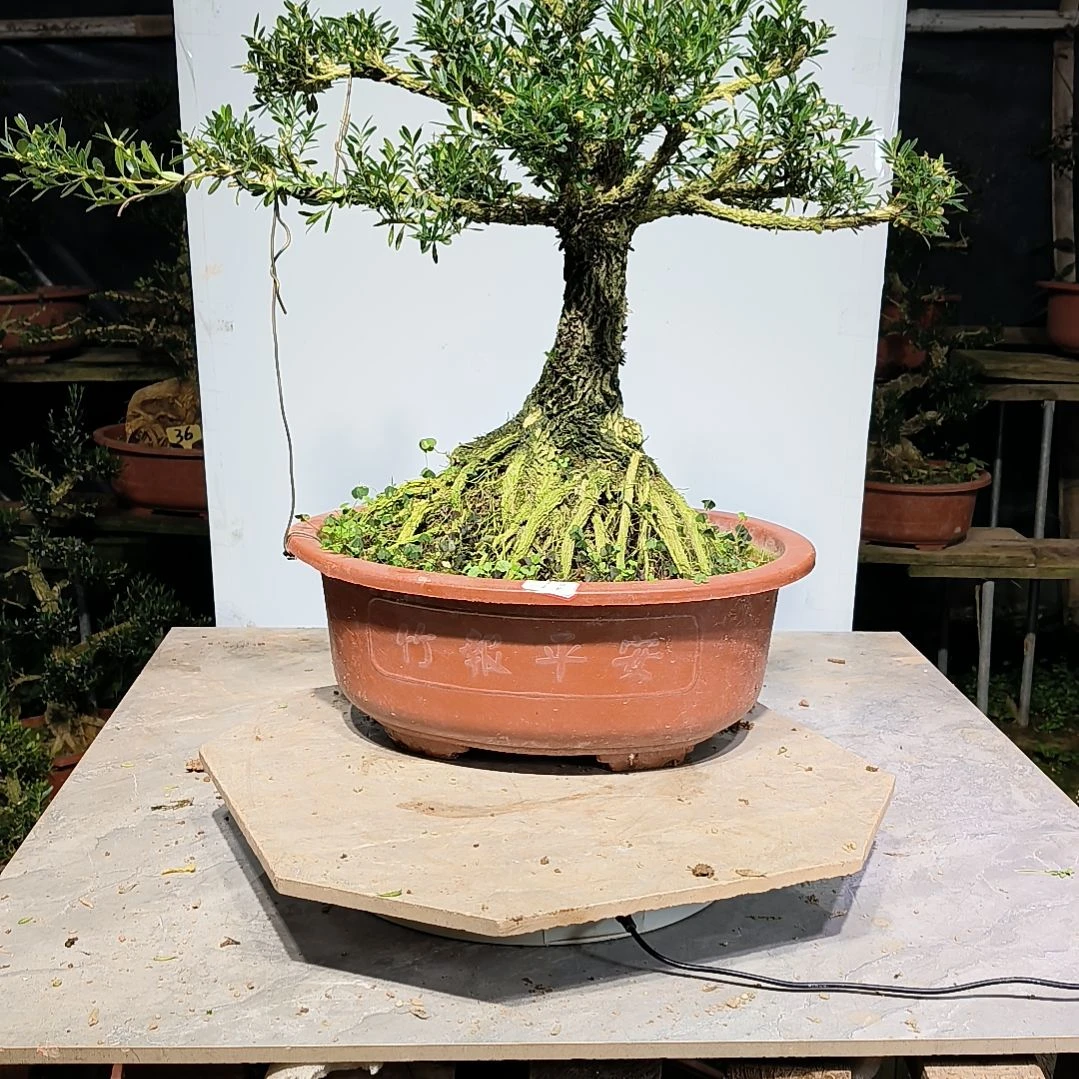 无花朵黄杨盆景盆栽盆景盆栽造型艺术盆雀舌黄杨盆景盆栽