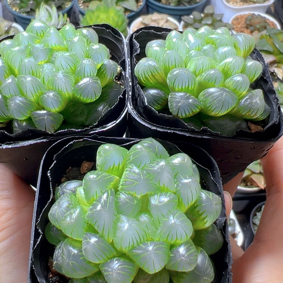 糯肌玉露多肉3颗