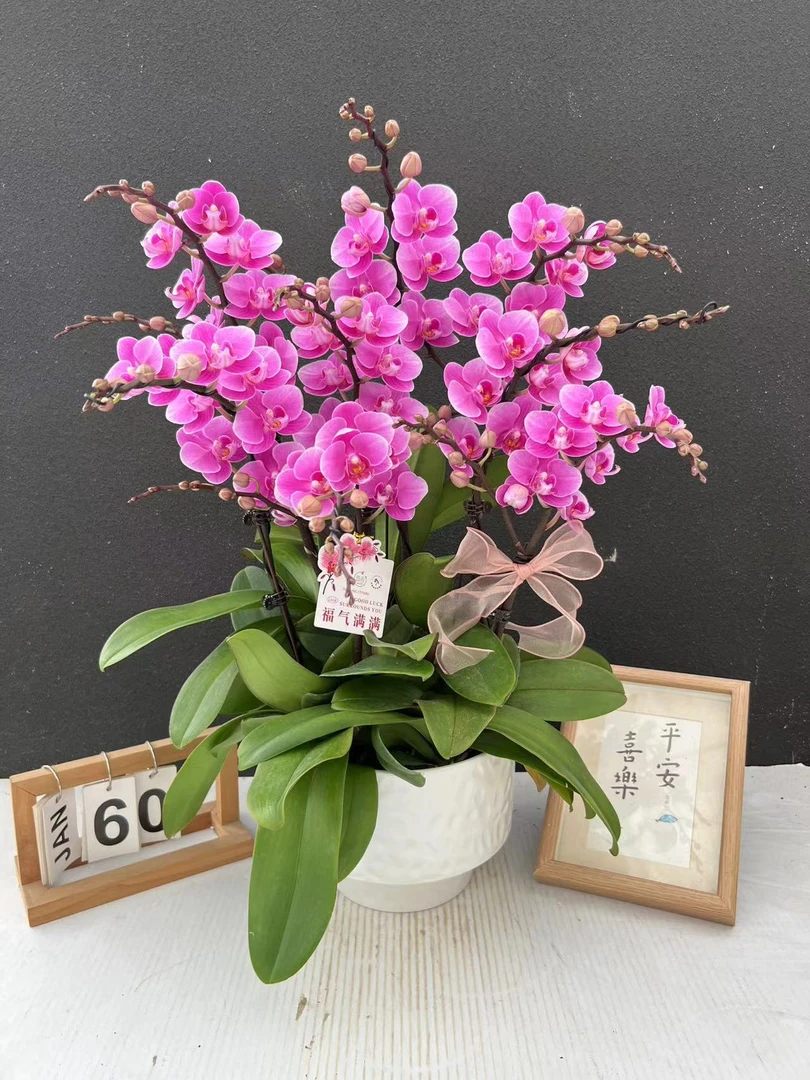 （骄阳公主）桌面款艺术造型蝴蝶兰组盆高端花卉