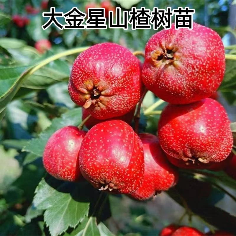 嫁接大金星山楂果树苗地栽盆栽山楂树苗南方北方庭院种植山楂树苗
