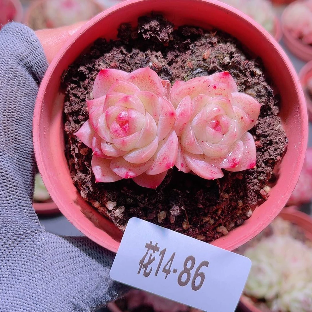 花14-86新品双头