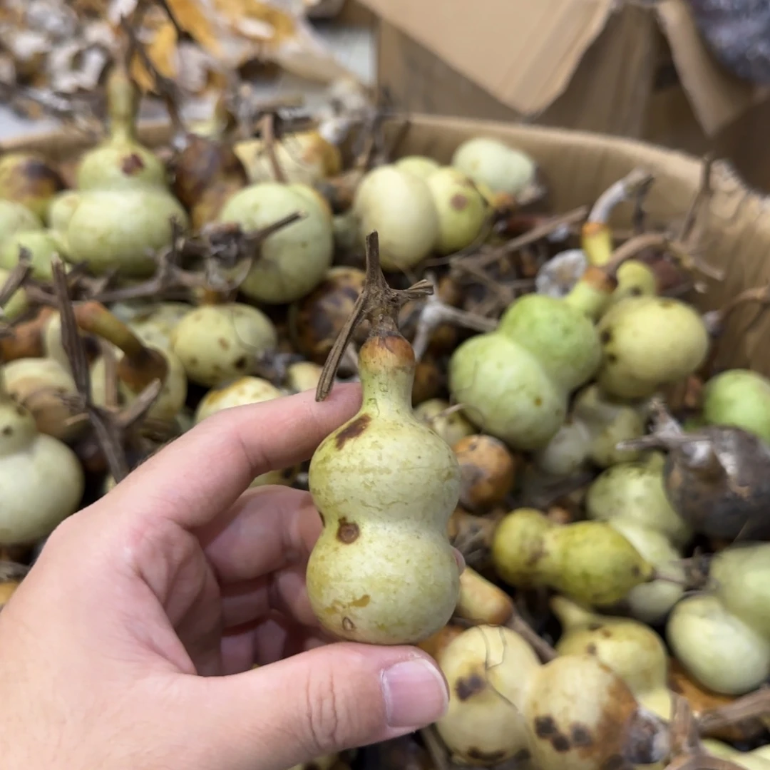 有***待葫芦青皮不包成青皮不包成