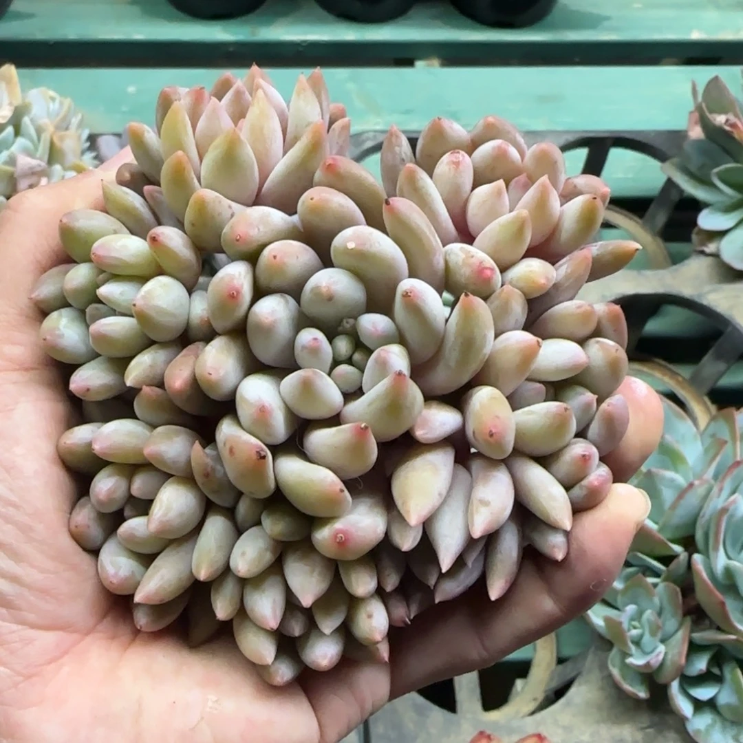 所罗门8头，发货点延迟