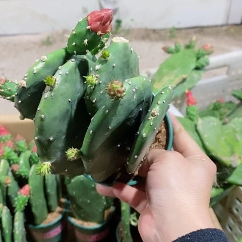 5片原盆发货胭脂仙人掌
