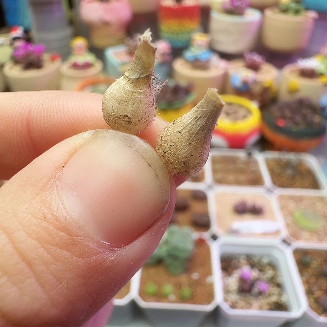 小***小多肉植物特优红风铃213