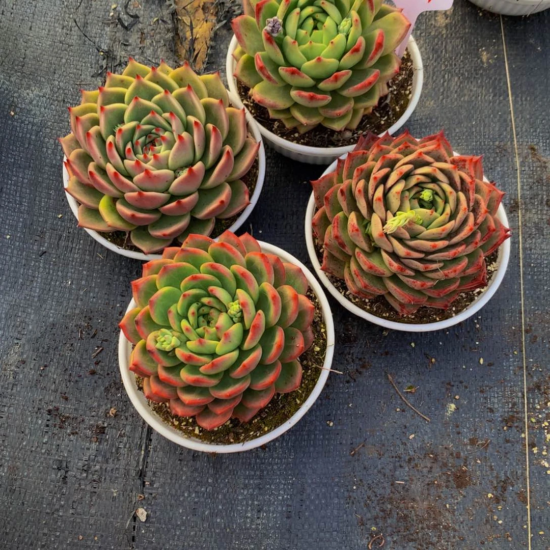 1644-20-60一物一拍