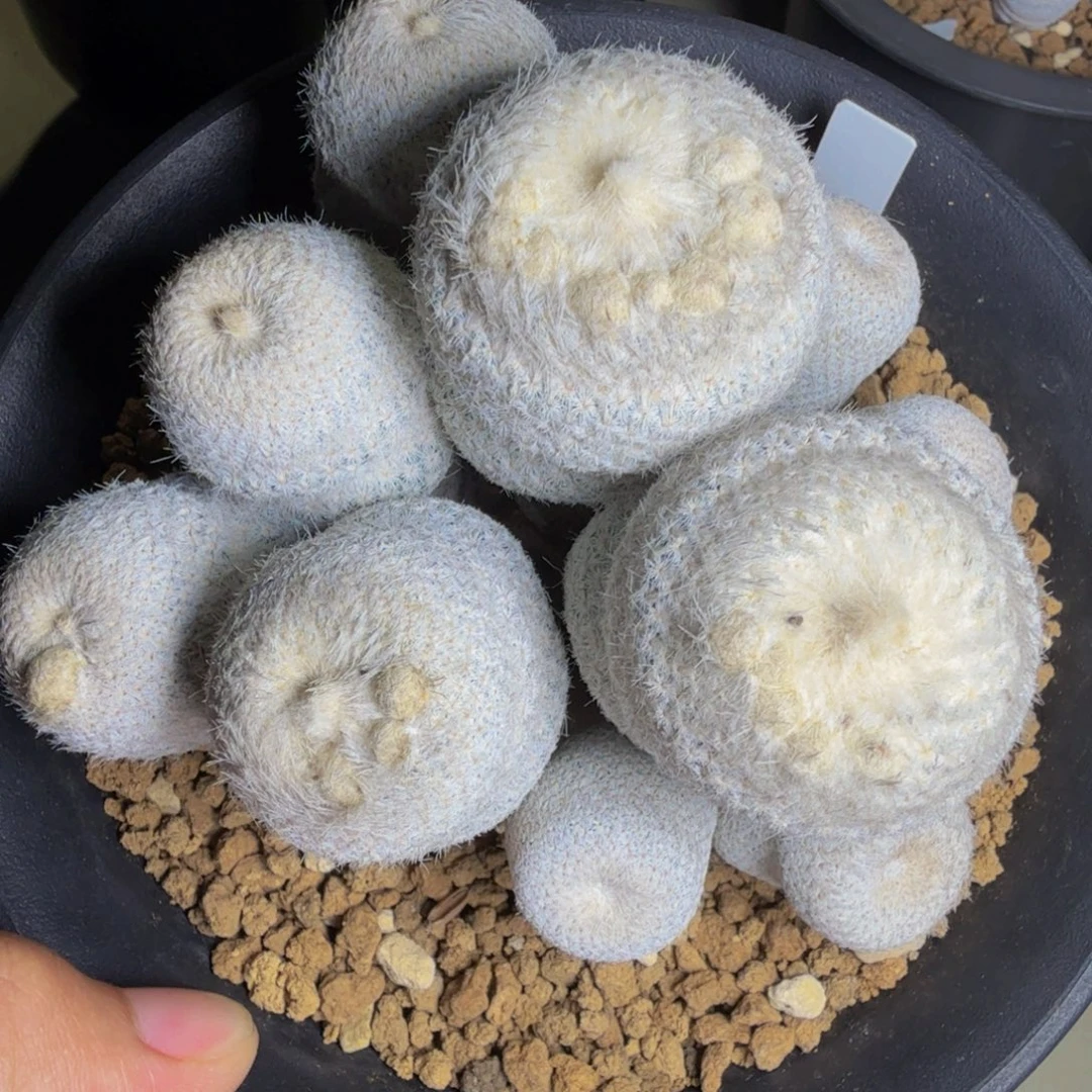 白帽子群 实生专拍