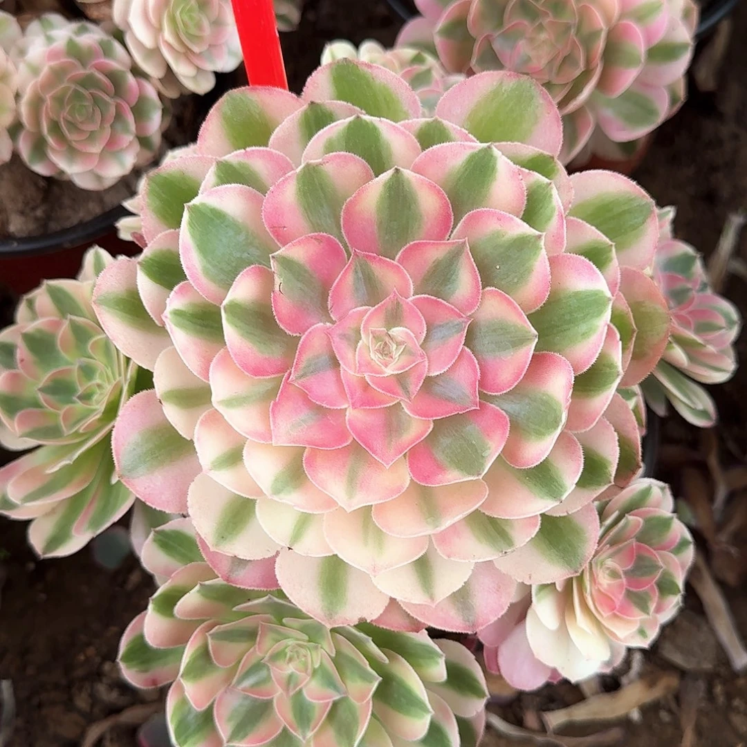 3-8147倾城多肉法师