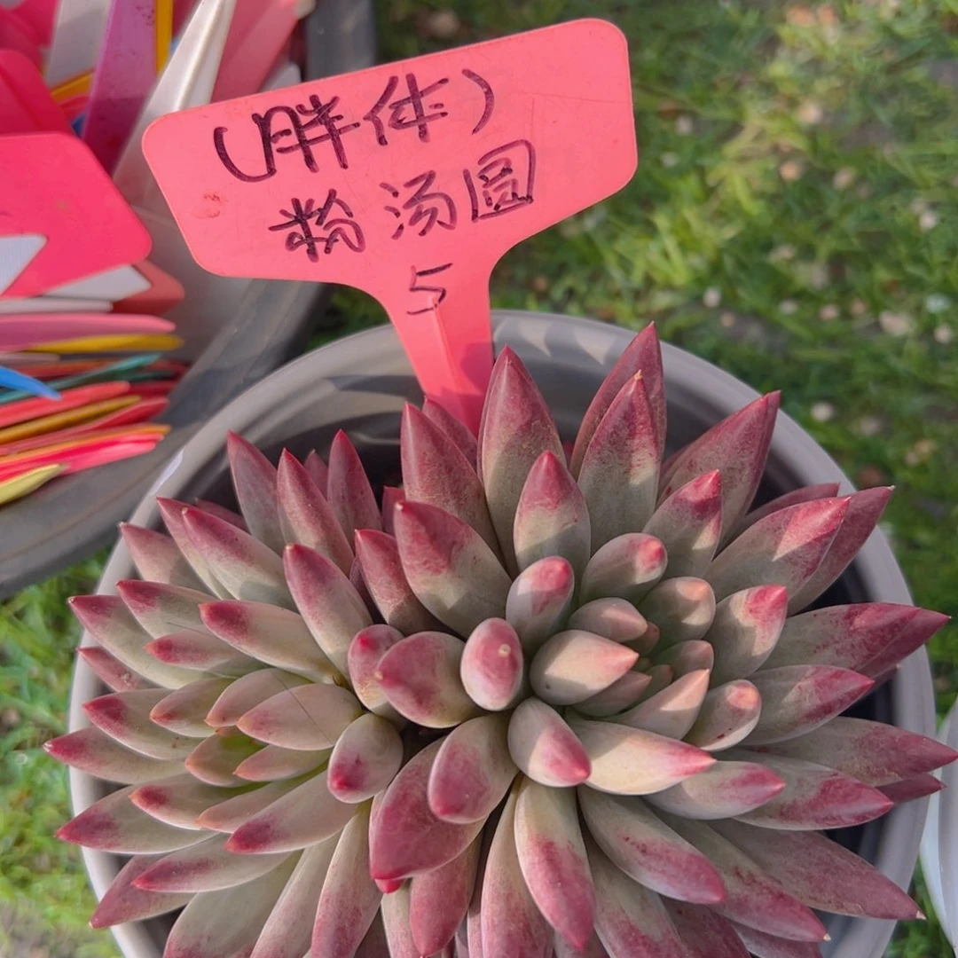 香玉的故事是一个人的