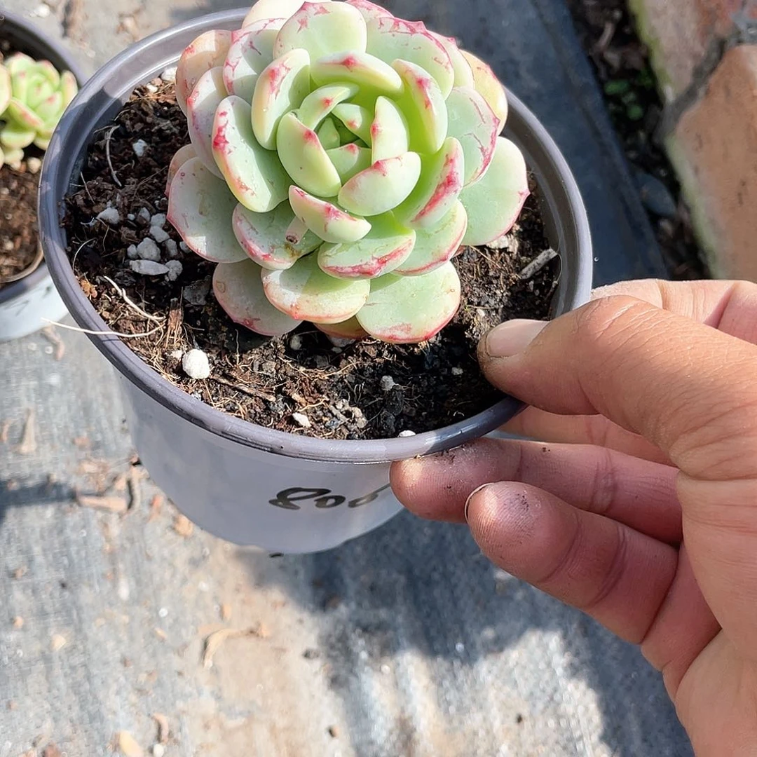 在****e香草比斯单头带盆发货