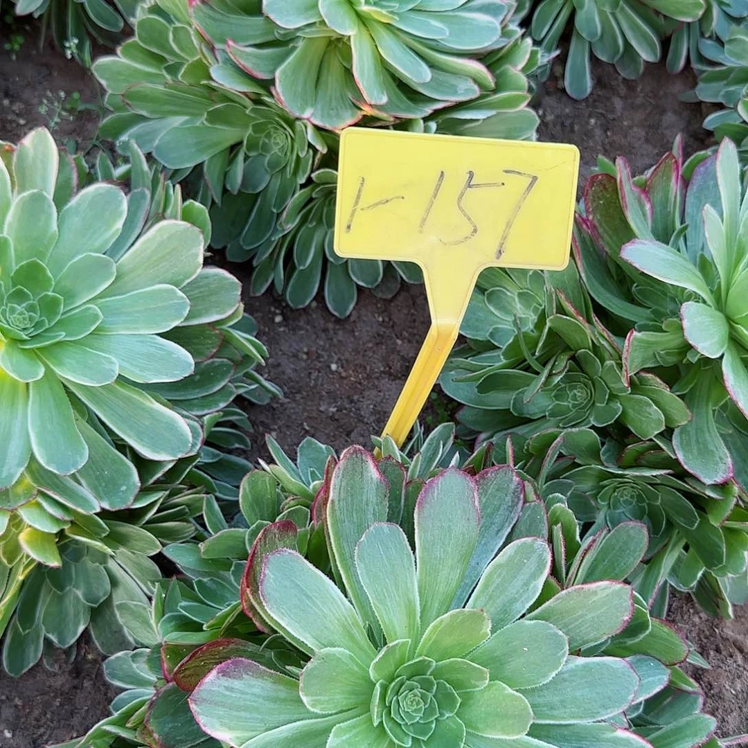 小***方1-157---多头多肉植物