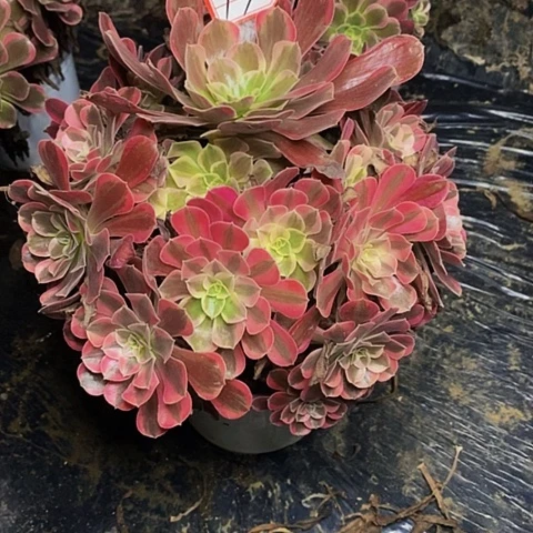 凤冠老桩捧花17号