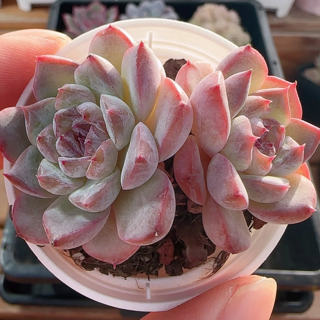 1107----66糖心糖心