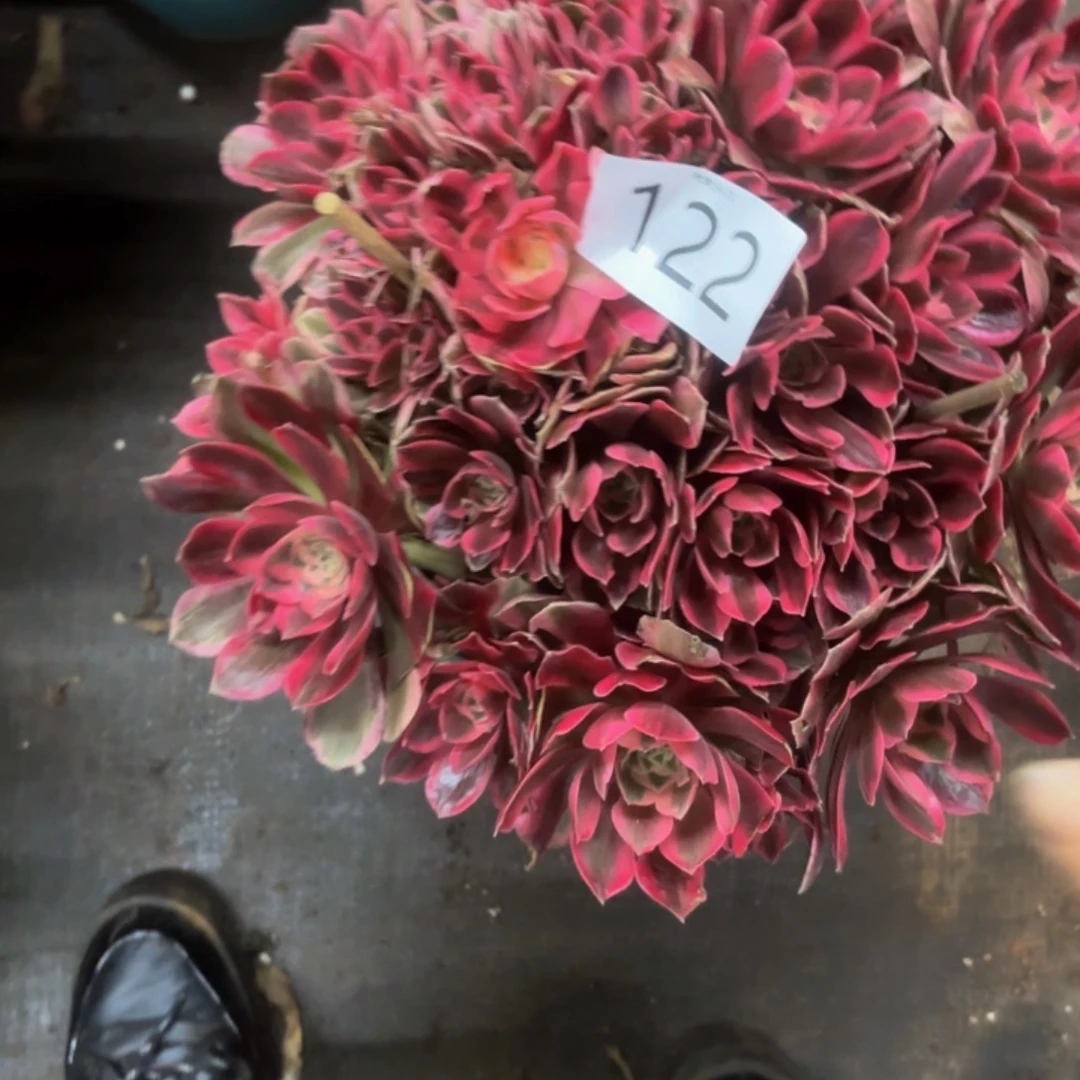 哈哈多肉葡萄福利122