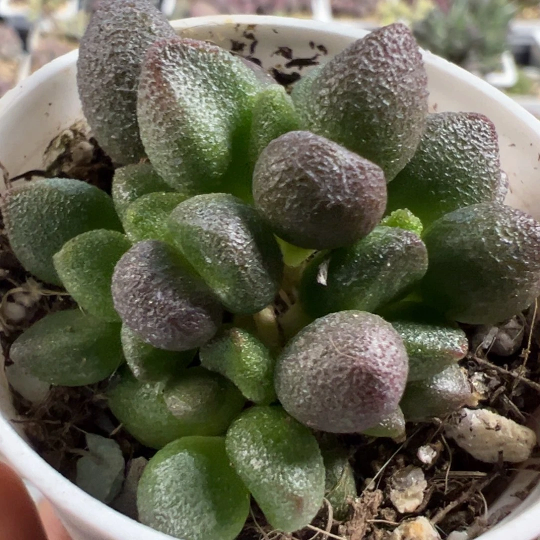 大红嘴多肉植物水泡多肉植物