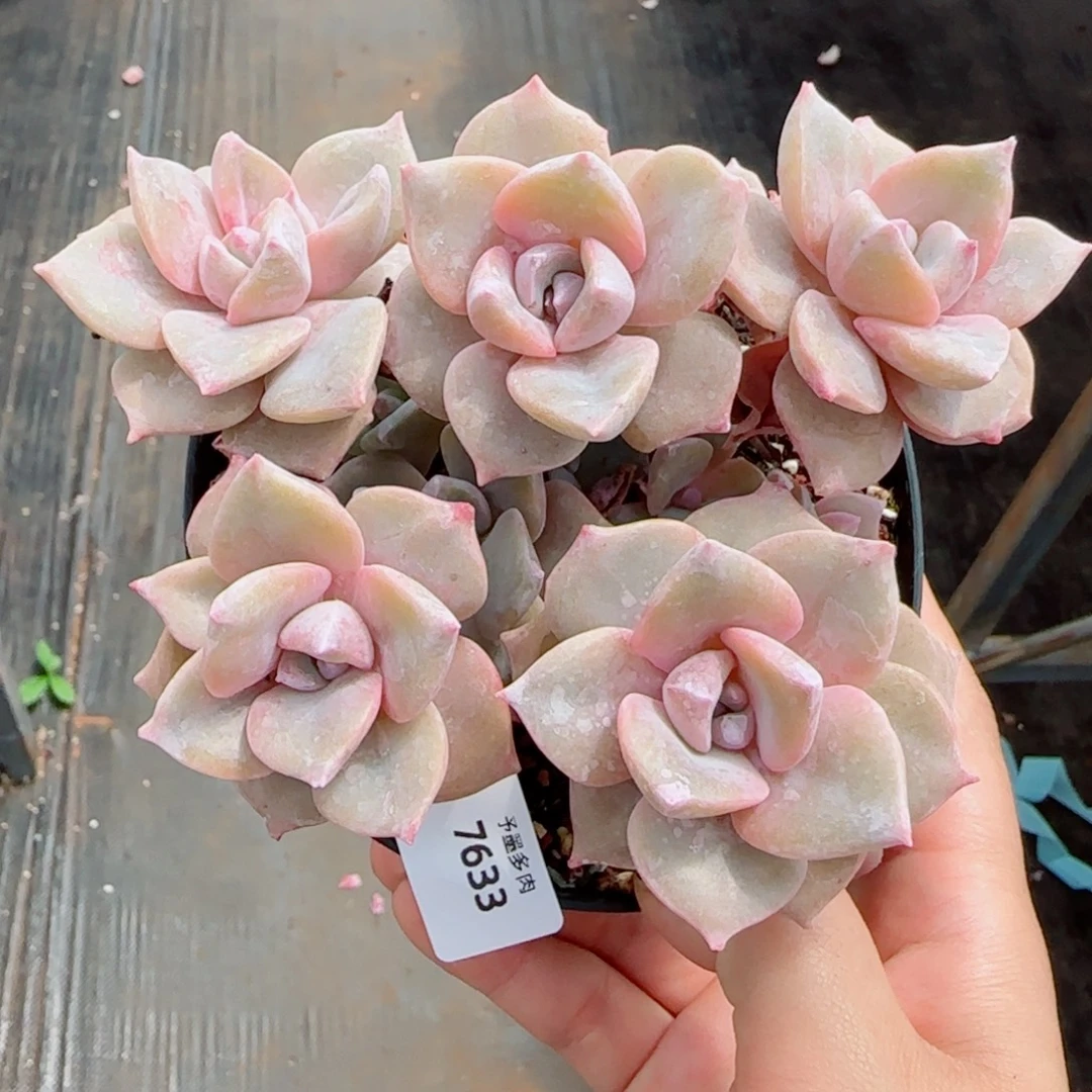 彩虹糖无砍，7633多肉植物
