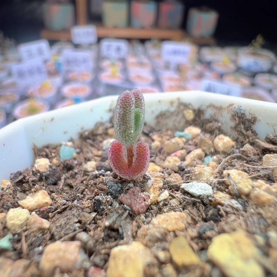 尺寸很小，919实生优选红叶，拍下不退不换