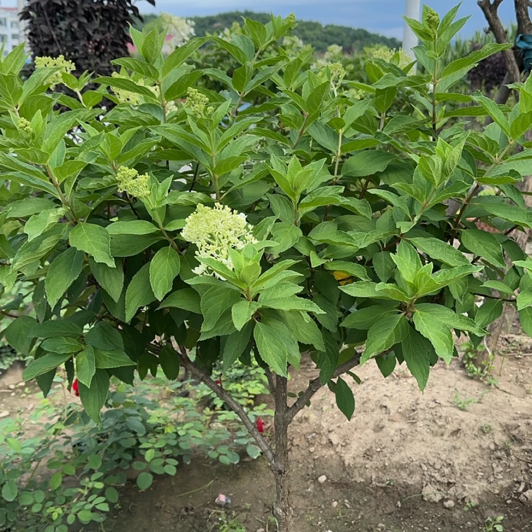 绣球棒棒糖耐寒40度花期一百天