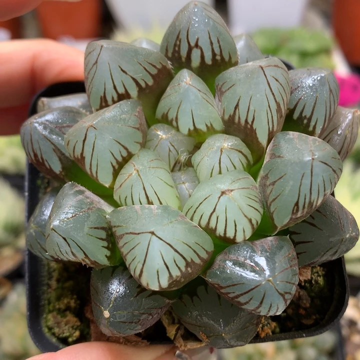 龙爪玉露带盆土发货