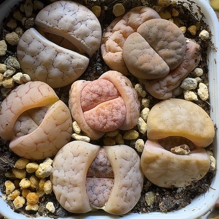 生石花111111。  257