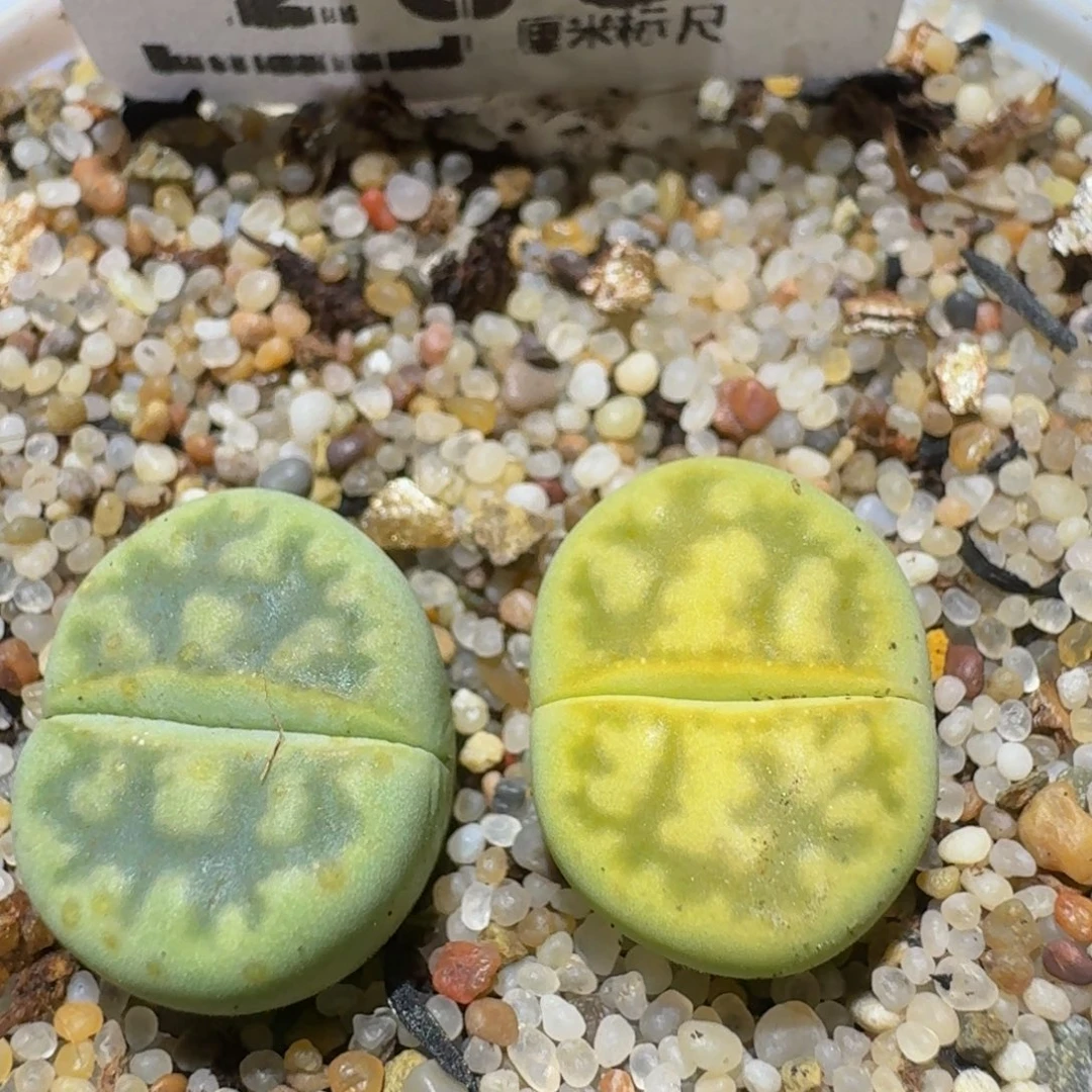 Ssss精品生石花233