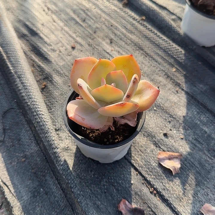 小****?274白凤脱土发货不退不换