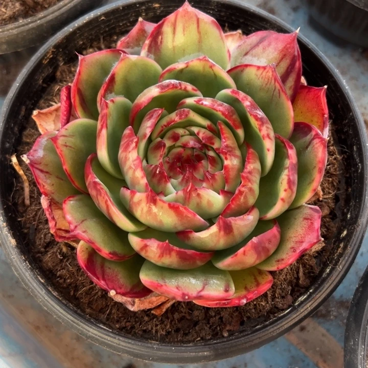 半亩花田姐发货11111