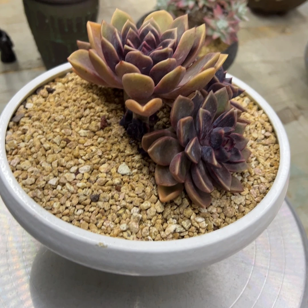 紫薇38 零零多肉植物