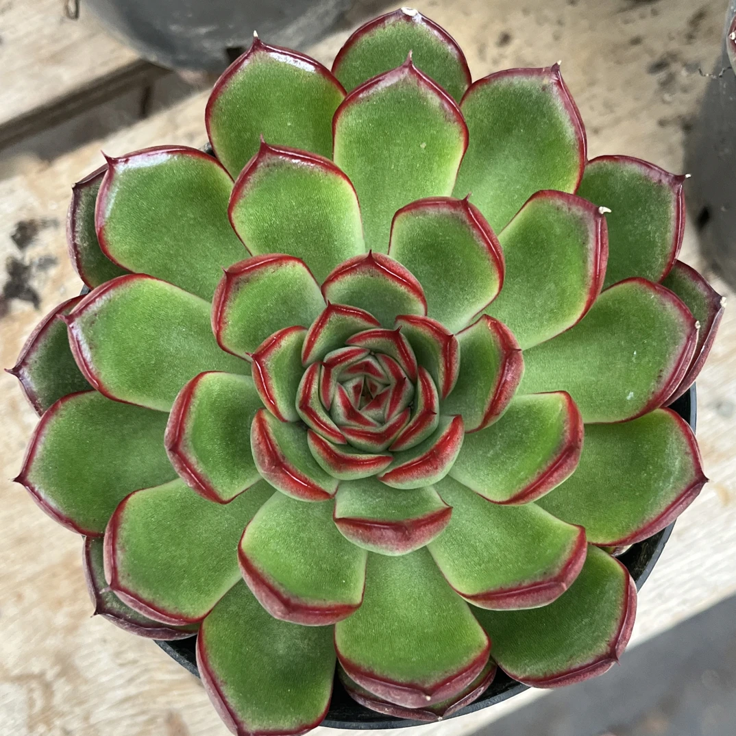 【任意下单即包邮】萤火虫9厘米多肉植物，脱土发货