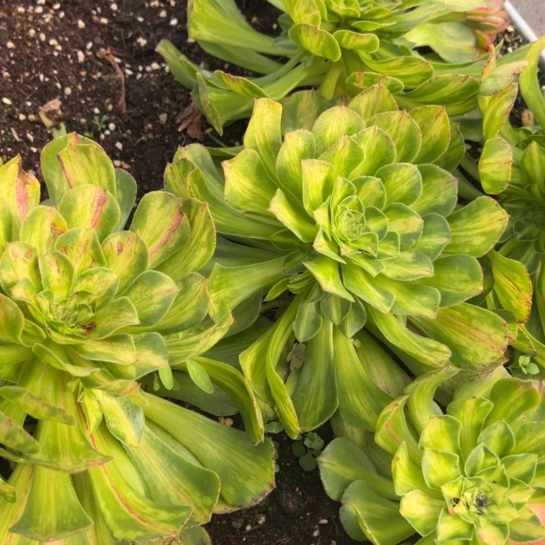 黄知否一颗5多肉duorou