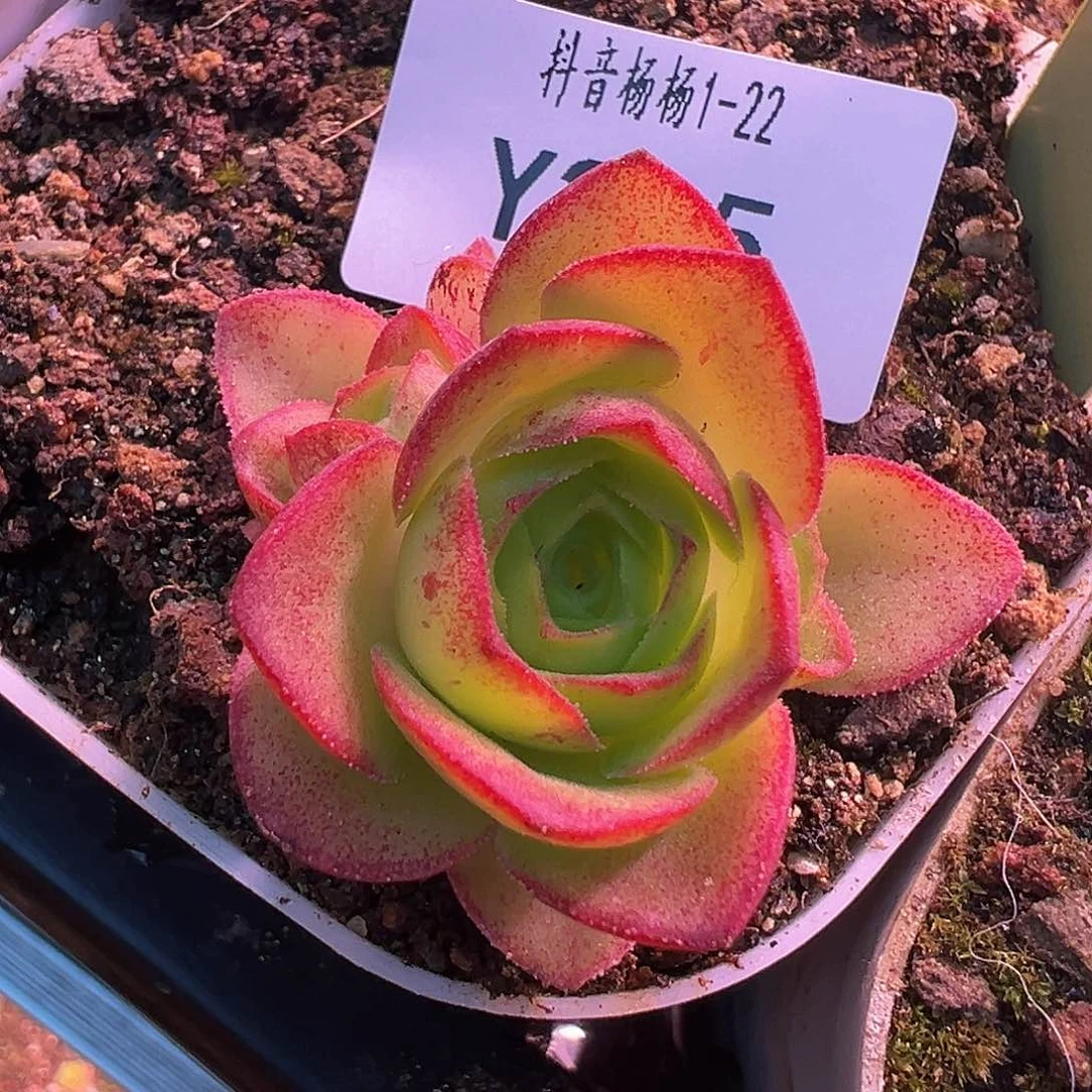 杨215 黄金x不染 群 福利