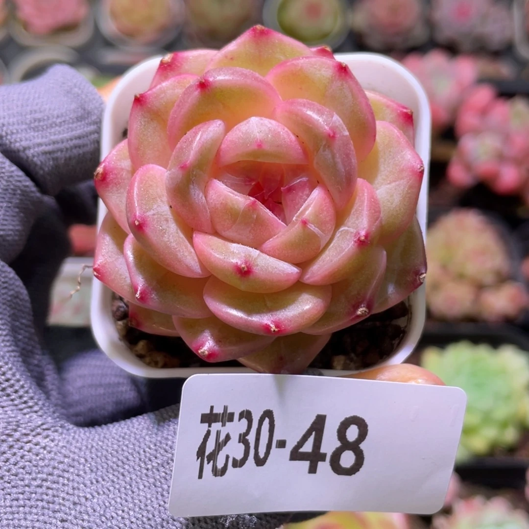 花利美30-48福利珍妮