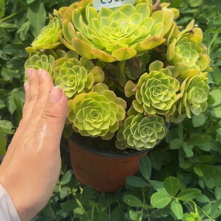 珍***生363雨荷 多肉植物